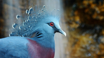 Картинка животные голуби венценосный голубь