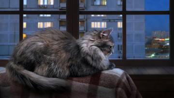 Картинка животные коты кошка у окошка