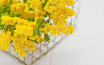 Картинка цветы мимоза желтый