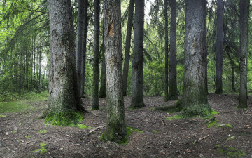 Картинка природа лес сосны стволы