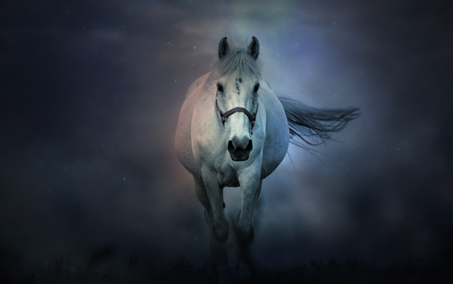 Обои картинки фото животные, лошади, белая, туман, лошадь