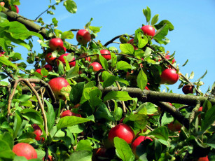 Картинка природа плоды яблоня яблоки урожай