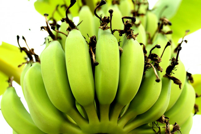 Обои картинки фото еда, бананы, зеленые