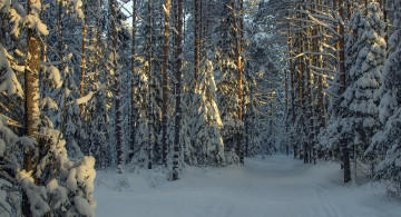 обоя природа, лес, солнечный, свет, деревья, пейзаж, снег, зима, фотография, ветка, холод, утро, ель, россия
