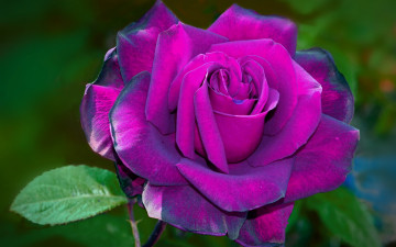 Картинка цветы розы лиловая роза макро