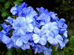 обоя цветы, плюмбаго, свинчатка, синий