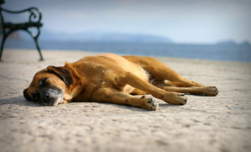 Картинка животные собаки пёс отдых