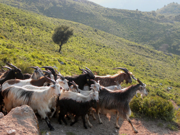 Обои картинки фото животные, козы, стадо