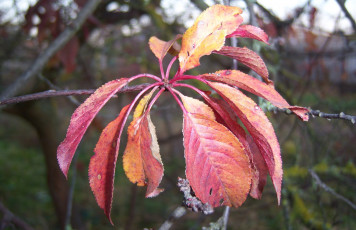 Картинка природа листья алыча веточки красные осень