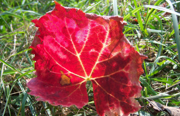 Картинка природа листья трава красный виноградный листик