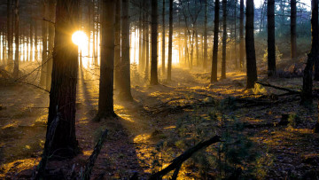 Картинка природа восходы закаты свет сияние солнце стволы лес