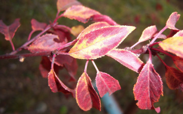 Картинка природа листья алыча осень ветка красные