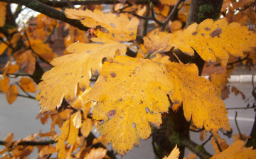Картинка природа листья осень жёлтые