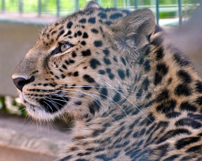 Картинка животные леопарды леопард профиль хищник зоопарк решетка клетка