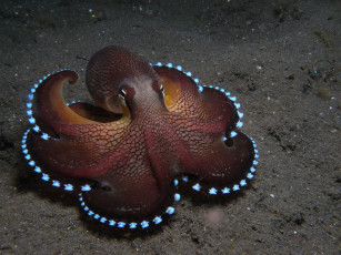 Картинка осьминог животные морская+фауна океан море вода подводный мир спрутовые головоногие