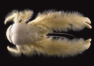 обоя yeti crab, животные, крабы,  раки, членистоногие, чёрный, фон, yeti, crab, белый