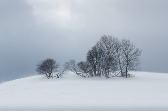 Картинка природа зима снег деревья туман