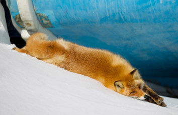 Картинка животные лисы рыжая лиса снег потягушки