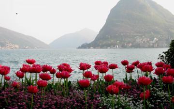 Картинка природа луга тюльпаны горы город залив