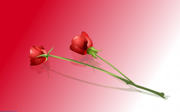 Картинка векторная+графика цветы+ flowers красные розы