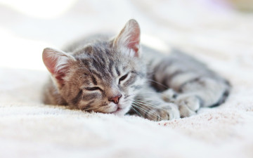 Картинка животные коты кошка sleep kittens cat спит
