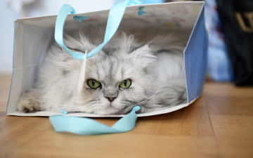 Картинка животные коты взгляд пакет кошка cat fluffy