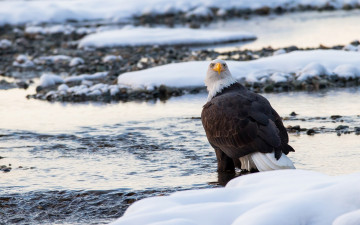 Картинка животные птицы+-+хищники зима снег хищник птица белоголовый орлан