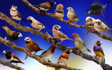 Картинка животные птицы небо ветка