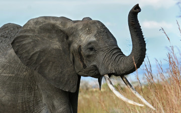 Картинка животные слоны фон природа слон