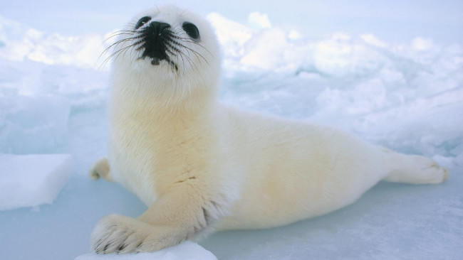 Обои картинки фото животные, тюлени,  морские львы,  морские котики, снег, лед, детеныш, белек