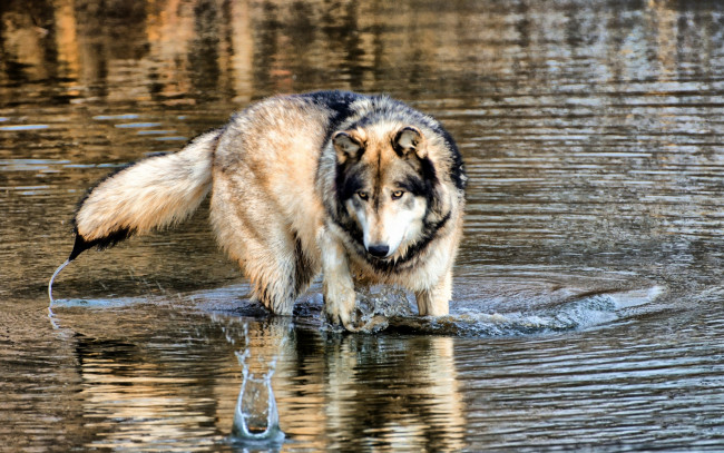 Обои картинки фото животные, волки,  койоты,  шакалы, вода, волк, мокрый