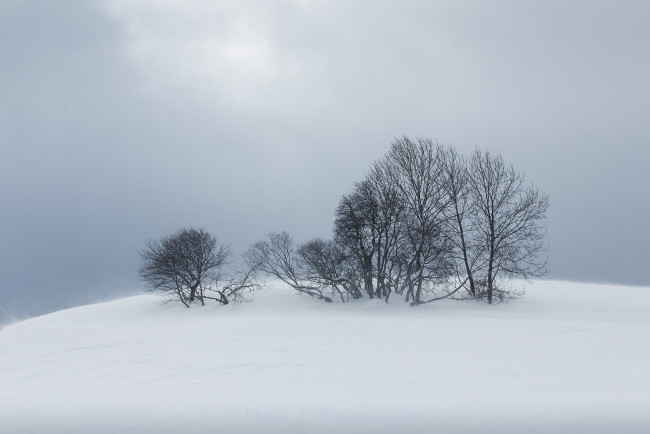 Обои картинки фото природа, зима, снег, деревья, туман