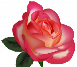 Картинка векторная+графика цветы+ flowers роза