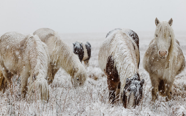 Обои картинки фото животные, лошади, табун, снег, трава