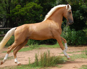Картинка животные лошади лошадь соловая