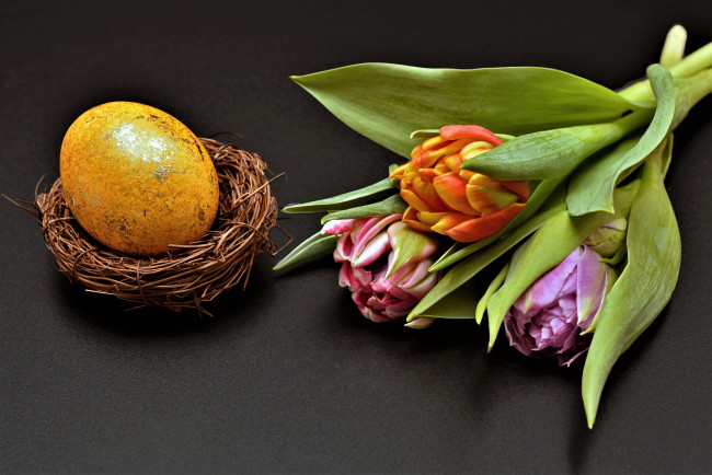 Обои картинки фото праздничные, пасха, гнездо, яйцо, тюльпаны