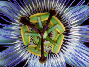 Картинка цветы пассифлора