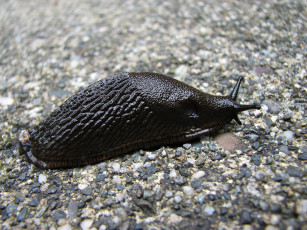 Картинка european black slug животные улитки