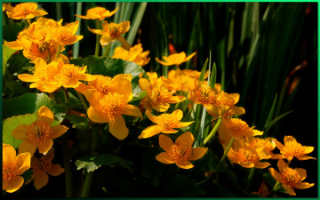 Картинка цветы калужницы лютики
