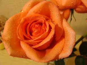 Картинка цветы розы светло-коричневый фон капельки воды листья роза