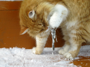 Картинка животные коты снег кошка ключи