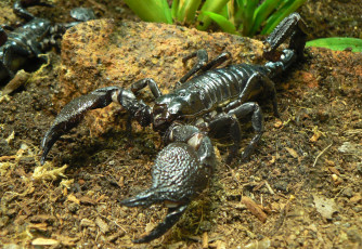 Картинка животные скорпионы скорпион