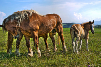 Картинка животные лошади horse