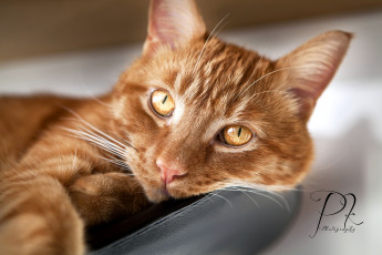 Картинка животные коты рыжий кот взгляд