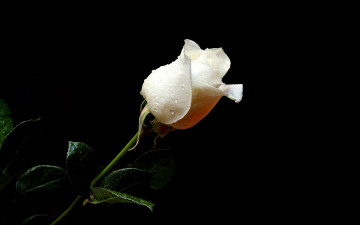 Картинка цветы розы капли белая роза