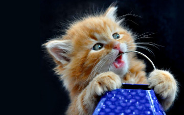 Картинка животные коты рыжий котёнок