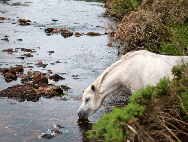 Обои картинки фото животные, лошади, река