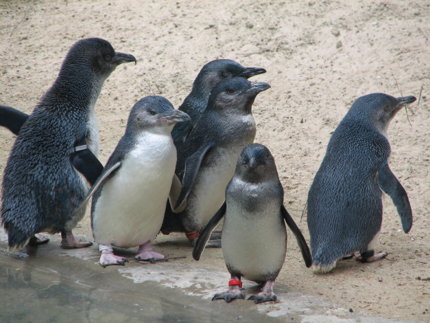 Обои картинки фото животные, пингвины, на, прогулке, стайка