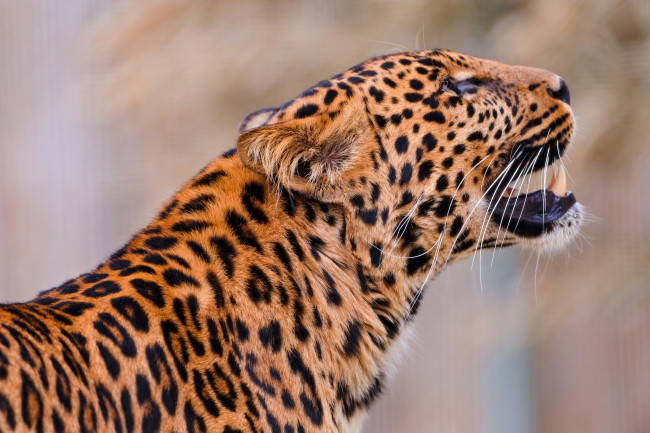 Обои картинки фото животные, леопарды, смотрит, вверх, профиль, леопард, морда
