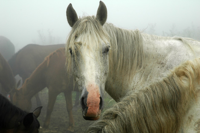Обои картинки фото животные, лошади, табун